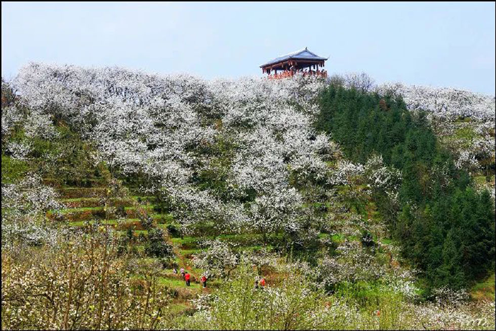 【春天，广西桂林灌阳县向您发出邀请！】我们在灌阳看梨花 - 游山玩水 - 凉山生活社区 - 凉山28生活网 liangshan.28life.net