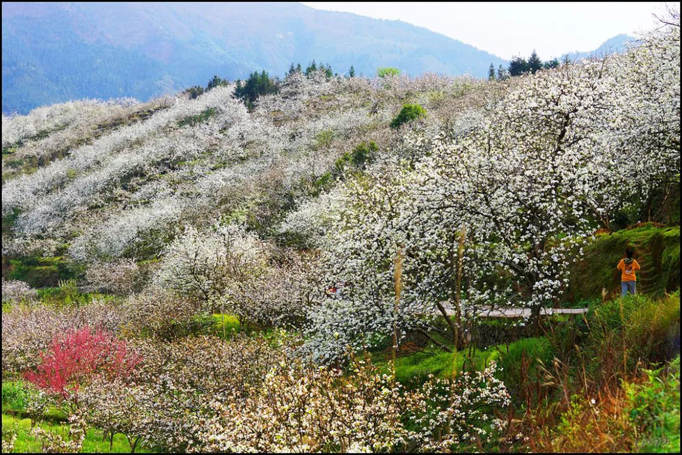 【春天，广西桂林灌阳县向您发出邀请！】我们在灌阳看梨花 - 游山玩水 - 凉山生活社区 - 凉山28生活网 liangshan.28life.net