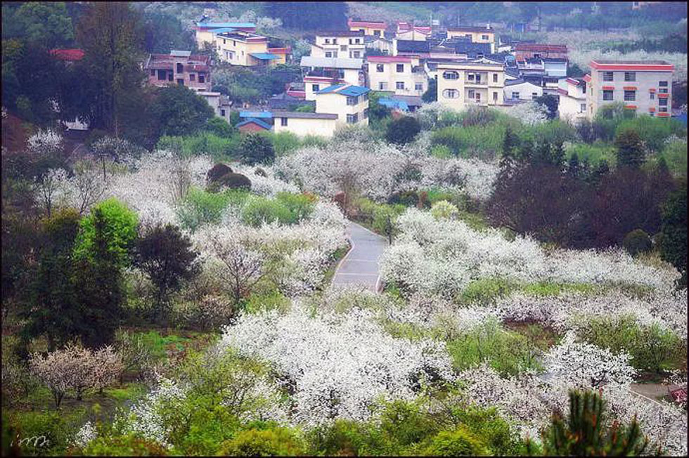 【春天，广西桂林灌阳县向您发出邀请！】我们在灌阳看梨花 - 游山玩水 - 凉山生活社区 - 凉山28生活网 liangshan.28life.net