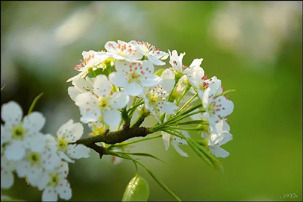 【春天，广西桂林灌阳县向您发出邀请！】我们在灌阳看梨花 - 游山玩水 - 凉山生活社区 - 凉山28生活网 liangshan.28life.net