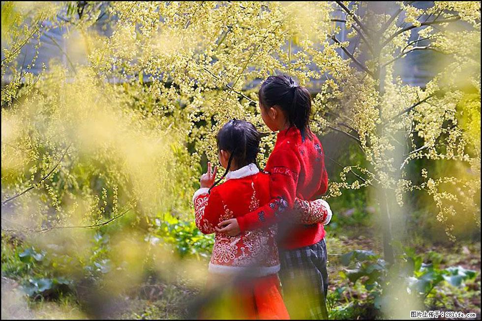 【春天，广西桂林灌阳县向您发出邀请！】米珠山前有片山苍子花在飘香 - 游山玩水 - 凉山生活社区 - 凉山28生活网 liangshan.28life.net