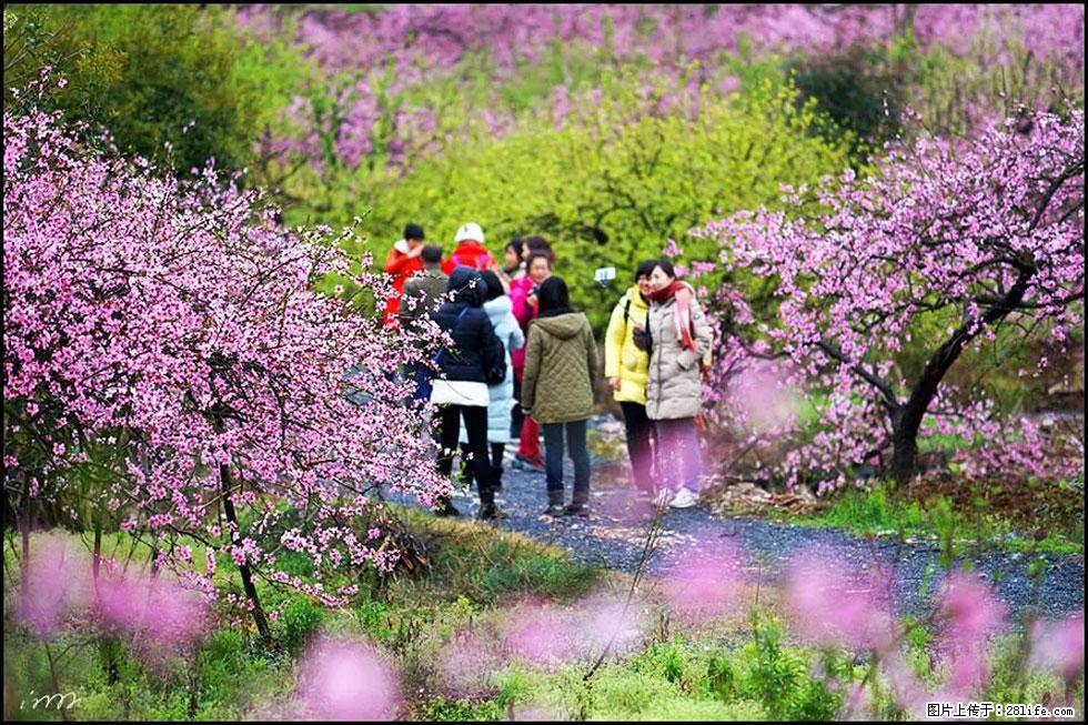 【春天，广西桂林灌阳县向您发出邀请！】官庄村有个醉美的桃花园 - 游山玩水 - 凉山生活社区 - 凉山28生活网 liangshan.28life.net