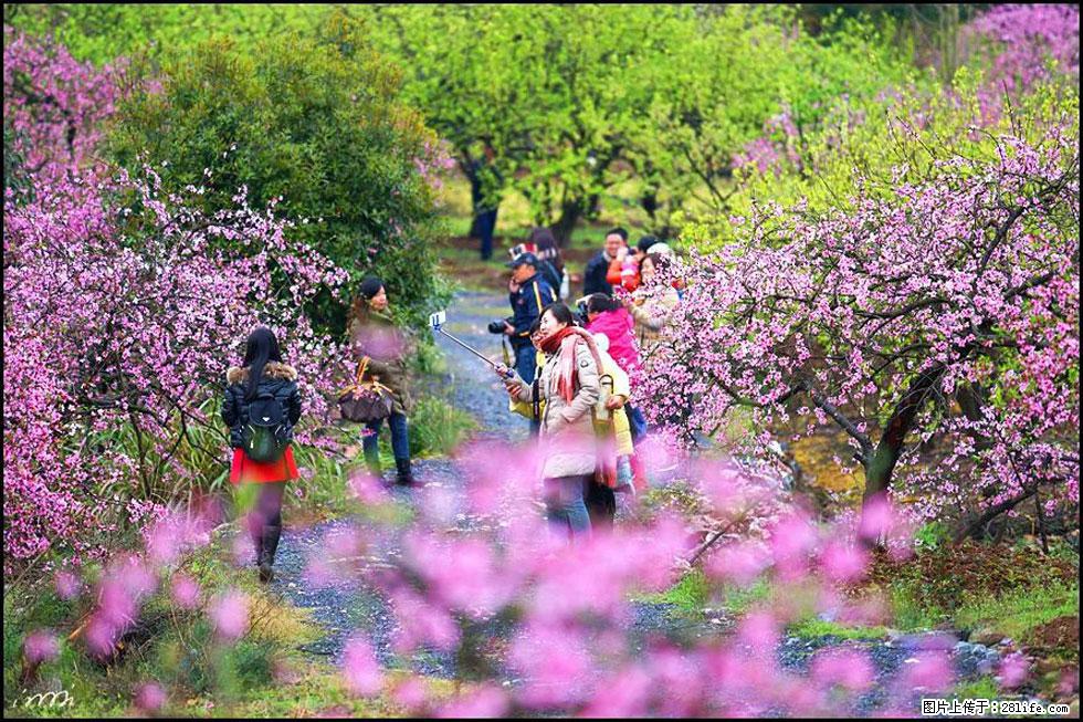 【春天，广西桂林灌阳县向您发出邀请！】官庄村有个醉美的桃花园 - 游山玩水 - 凉山生活社区 - 凉山28生活网 liangshan.28life.net