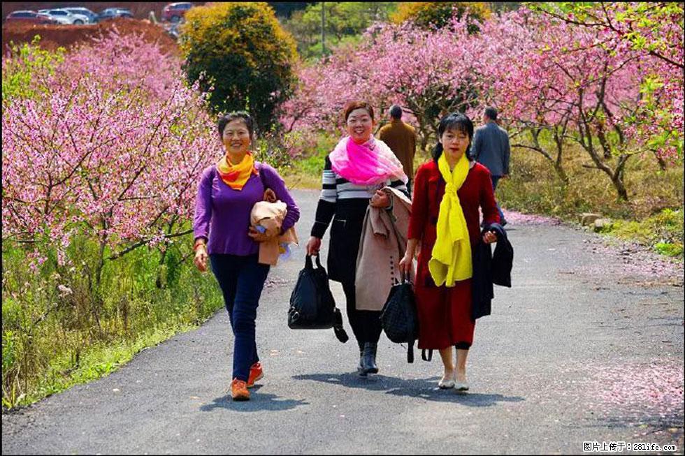 【春天，广西桂林灌阳县向您发出邀请！】官庄村有个醉美的桃花园 - 游山玩水 - 凉山生活社区 - 凉山28生活网 liangshan.28life.net