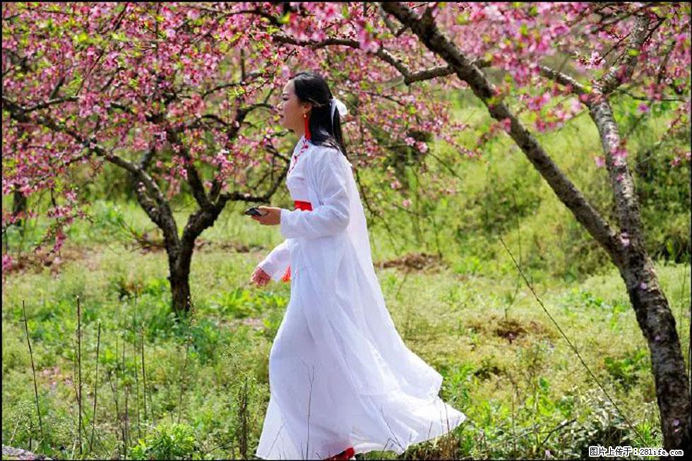 【春天，广西桂林灌阳县向您发出邀请！】官庄村有个醉美的桃花园 - 游山玩水 - 凉山生活社区 - 凉山28生活网 liangshan.28life.net