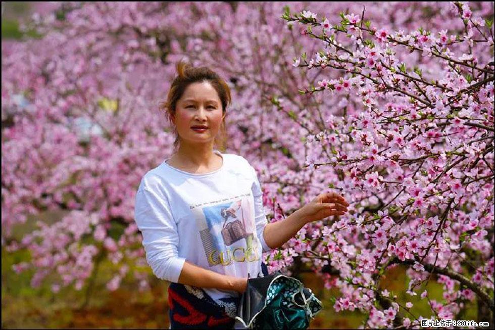 【春天，广西桂林灌阳县向您发出邀请！】官庄村有个醉美的桃花园 - 游山玩水 - 凉山生活社区 - 凉山28生活网 liangshan.28life.net