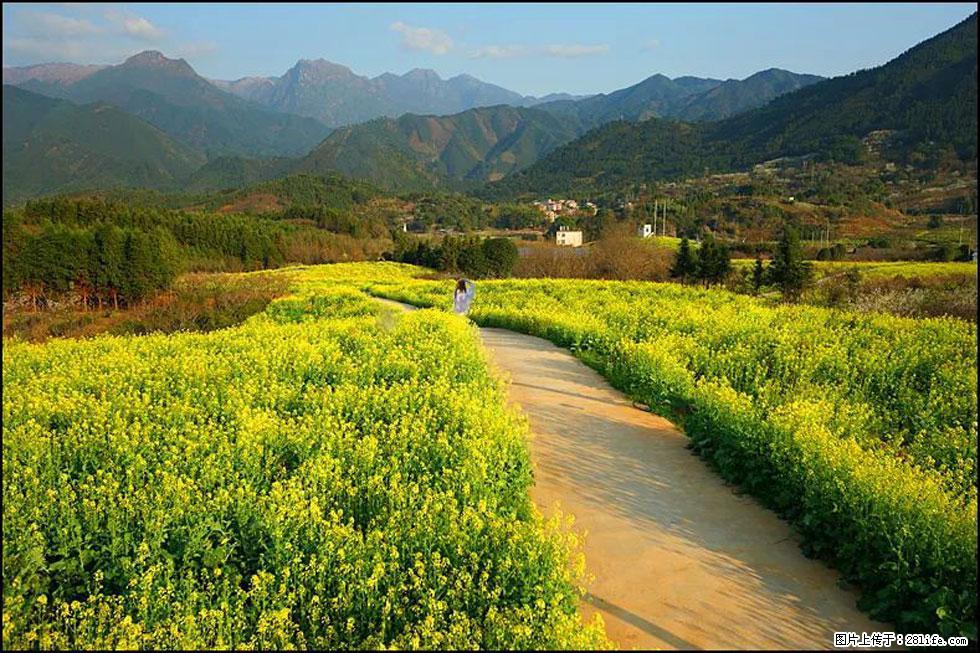 【春天，广西桂林灌阳县向您发出邀请！】长坪村油菜盛情花开 - 游山玩水 - 凉山生活社区 - 凉山28生活网 liangshan.28life.net