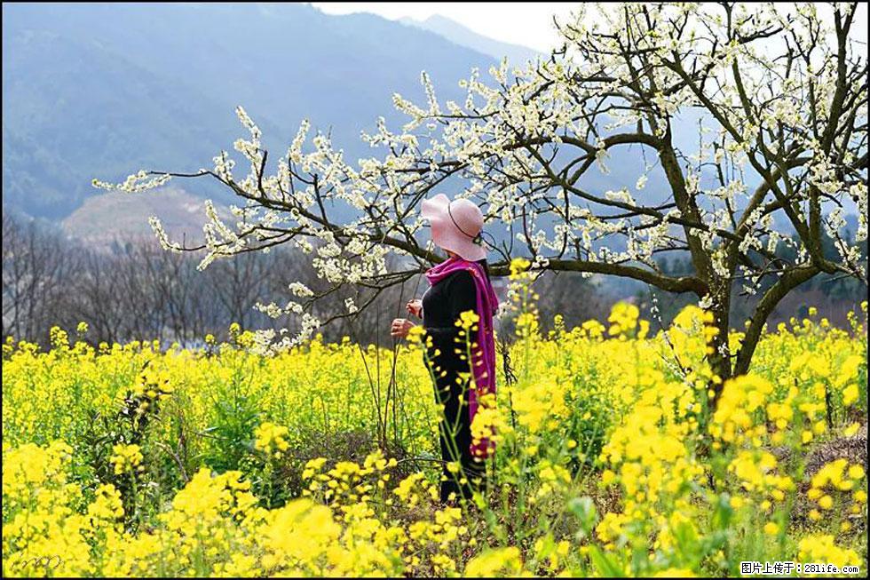【春天，广西桂林灌阳县向您发出邀请！】长坪村油菜盛情花开 - 游山玩水 - 凉山生活社区 - 凉山28生活网 liangshan.28life.net