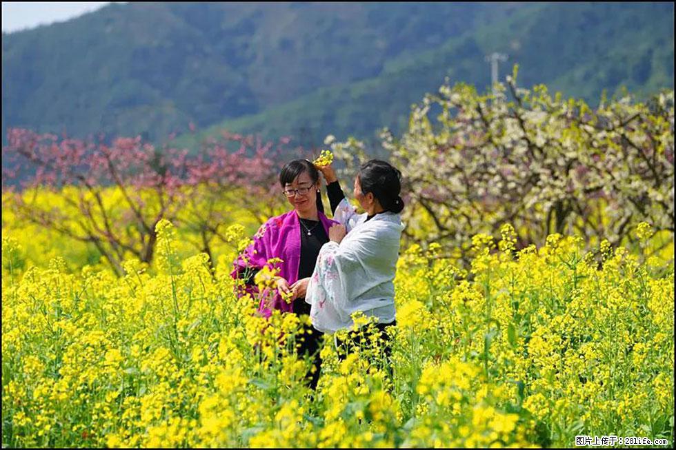 【春天，广西桂林灌阳县向您发出邀请！】长坪村油菜盛情花开 - 游山玩水 - 凉山生活社区 - 凉山28生活网 liangshan.28life.net