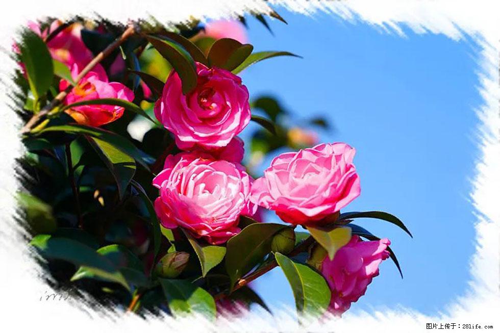 【春天，广西桂林灌阳县向您发出邀请！】杨柳井茶花惹人爱 - 游山玩水 - 凉山生活社区 - 凉山28生活网 liangshan.28life.net