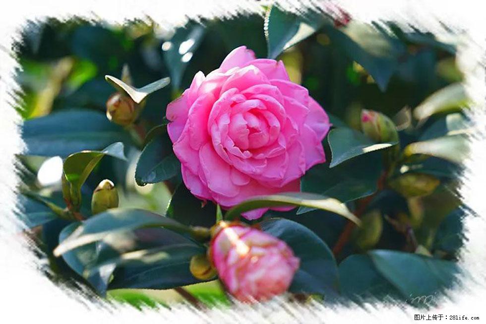 【春天，广西桂林灌阳县向您发出邀请！】杨柳井茶花惹人爱 - 游山玩水 - 凉山生活社区 - 凉山28生活网 liangshan.28life.net