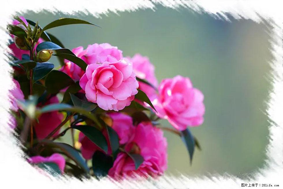 【春天，广西桂林灌阳县向您发出邀请！】杨柳井茶花惹人爱 - 游山玩水 - 凉山生活社区 - 凉山28生活网 liangshan.28life.net