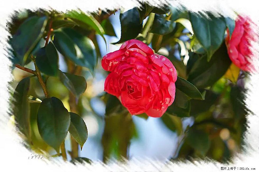 【春天，广西桂林灌阳县向您发出邀请！】杨柳井茶花惹人爱 - 游山玩水 - 凉山生活社区 - 凉山28生活网 liangshan.28life.net