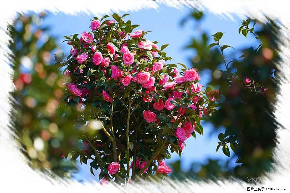 【春天，广西桂林灌阳县向您发出邀请！】杨柳井茶花惹人爱 - 游山玩水 - 凉山生活社区 - 凉山28生活网 liangshan.28life.net