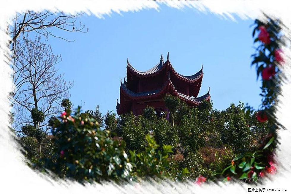 【春天，广西桂林灌阳县向您发出邀请！】杨柳井茶花惹人爱 - 游山玩水 - 凉山生活社区 - 凉山28生活网 liangshan.28life.net