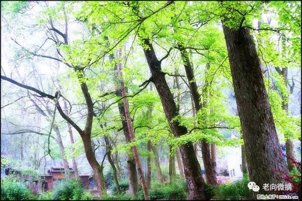 【春天，广西桂林灌阳县向您发出邀请！】在小龙村与春天约会 - 游山玩水 - 凉山生活社区 - 凉山28生活网 liangshan.28life.net