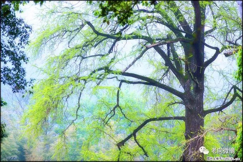 【春天，广西桂林灌阳县向您发出邀请！】在小龙村与春天约会 - 游山玩水 - 凉山生活社区 - 凉山28生活网 liangshan.28life.net