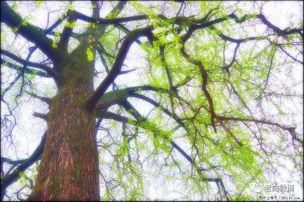 【春天，广西桂林灌阳县向您发出邀请！】在小龙村与春天约会 - 游山玩水 - 凉山生活社区 - 凉山28生活网 liangshan.28life.net
