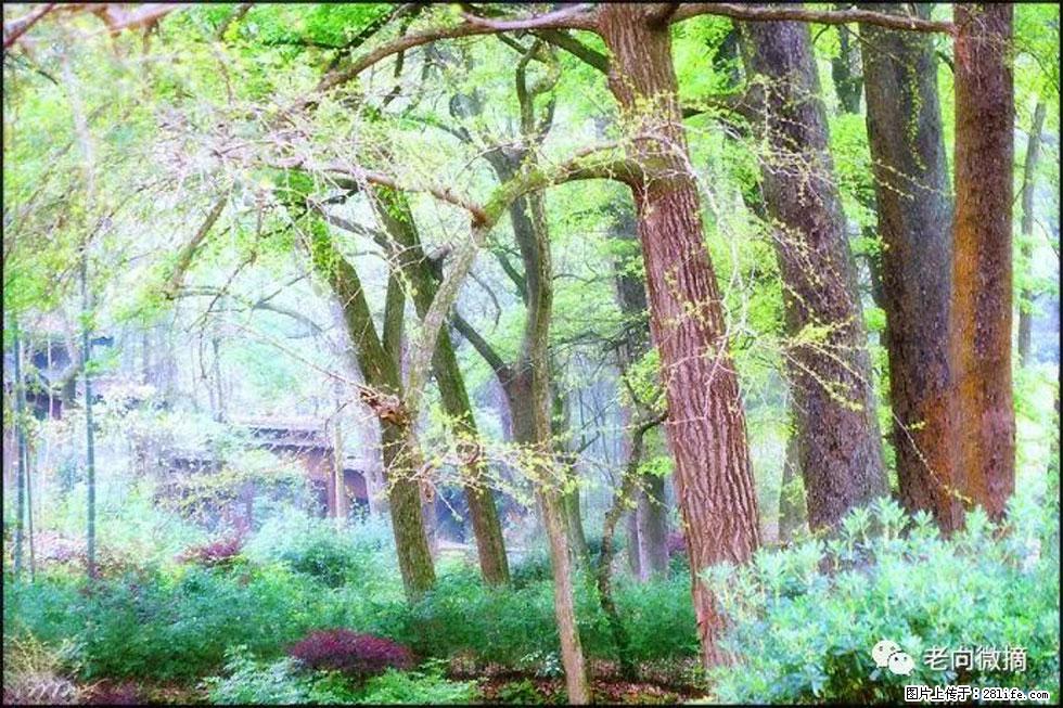 【春天，广西桂林灌阳县向您发出邀请！】在小龙村与春天约会 - 游山玩水 - 凉山生活社区 - 凉山28生活网 liangshan.28life.net