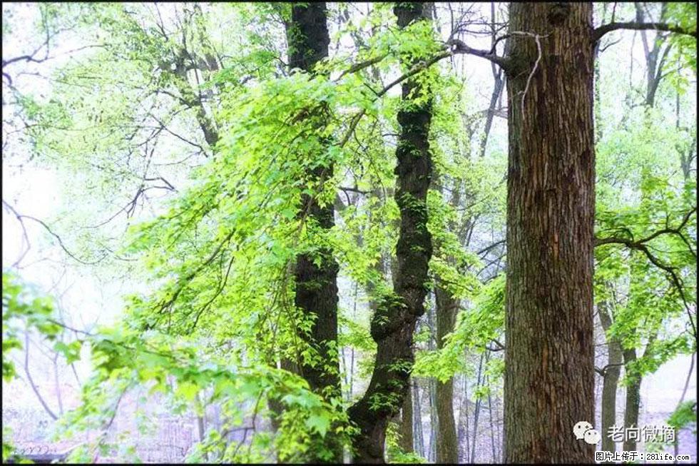 【春天，广西桂林灌阳县向您发出邀请！】在小龙村与春天约会 - 游山玩水 - 凉山生活社区 - 凉山28生活网 liangshan.28life.net