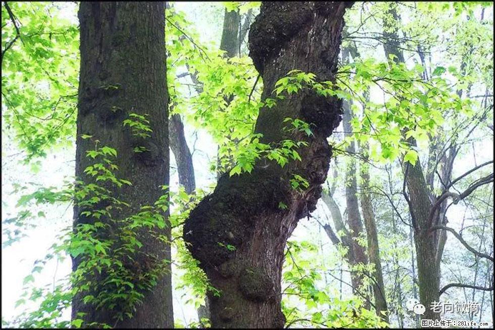 【春天，广西桂林灌阳县向您发出邀请！】在小龙村与春天约会 - 游山玩水 - 凉山生活社区 - 凉山28生活网 liangshan.28life.net