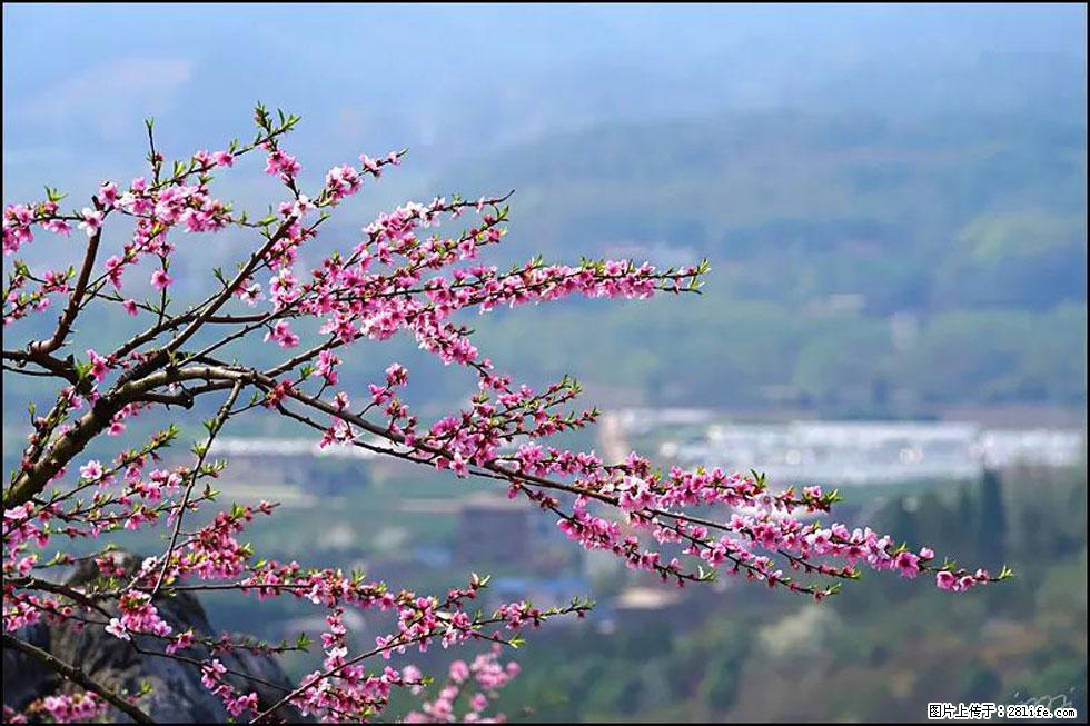 【春天，广西桂林灌阳县向您发出邀请！】望月岭上桃花开 - 游山玩水 - 凉山生活社区 - 凉山28生活网 liangshan.28life.net