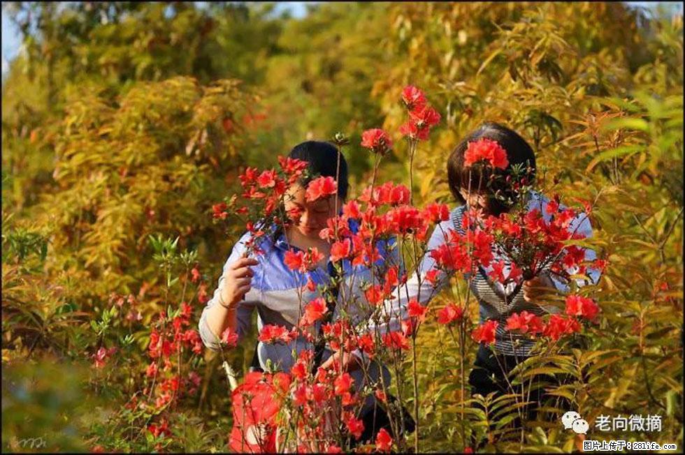 【春天，广西桂林灌阳县向您发出邀请！】登麒麟山，相约映山红 - 游山玩水 - 凉山生活社区 - 凉山28生活网 liangshan.28life.net