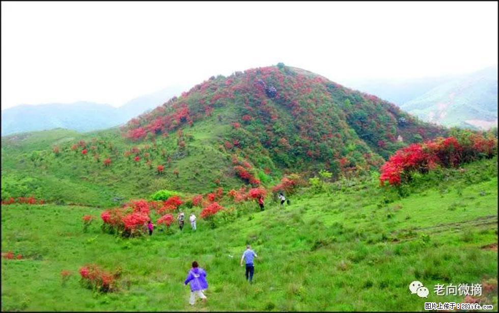 【春天，广西桂林灌阳县向您发出邀请！】宝盖山上映山红 - 游山玩水 - 凉山生活社区 - 凉山28生活网 liangshan.28life.net