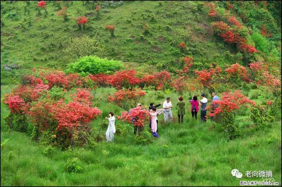 【春天，广西桂林灌阳县向您发出邀请！】宝盖山上映山红 - 游山玩水 - 凉山生活社区 - 凉山28生活网 liangshan.28life.net