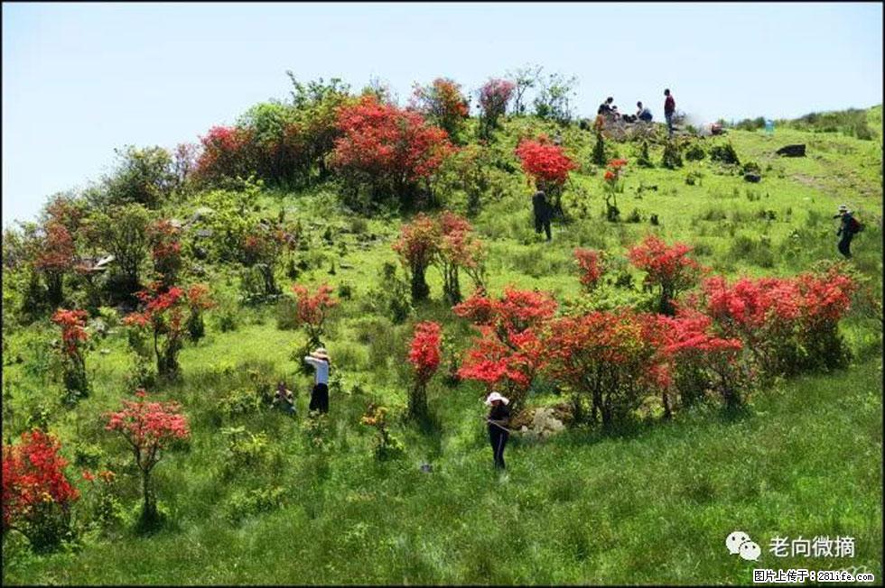 【春天，广西桂林灌阳县向您发出邀请！】宝盖山上映山红 - 游山玩水 - 凉山生活社区 - 凉山28生活网 liangshan.28life.net