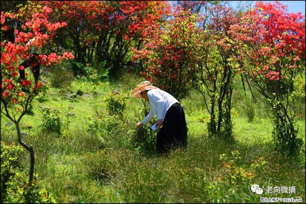 【春天，广西桂林灌阳县向您发出邀请！】宝盖山上映山红 - 游山玩水 - 凉山生活社区 - 凉山28生活网 liangshan.28life.net