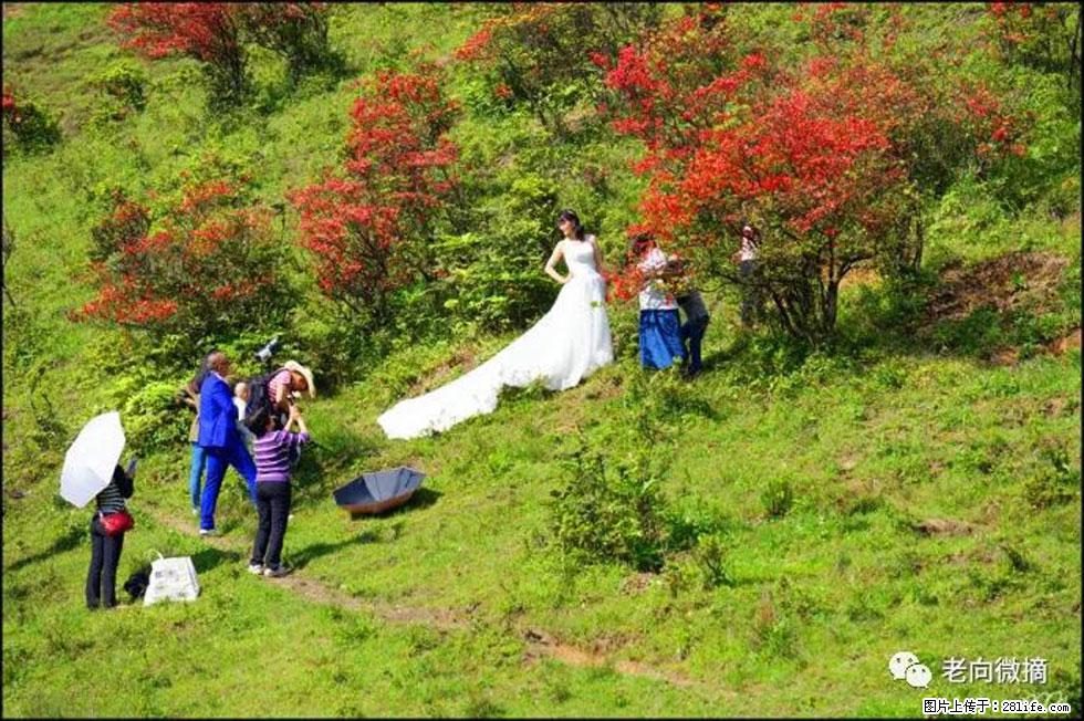 【春天，广西桂林灌阳县向您发出邀请！】宝盖山上映山红 - 游山玩水 - 凉山生活社区 - 凉山28生活网 liangshan.28life.net