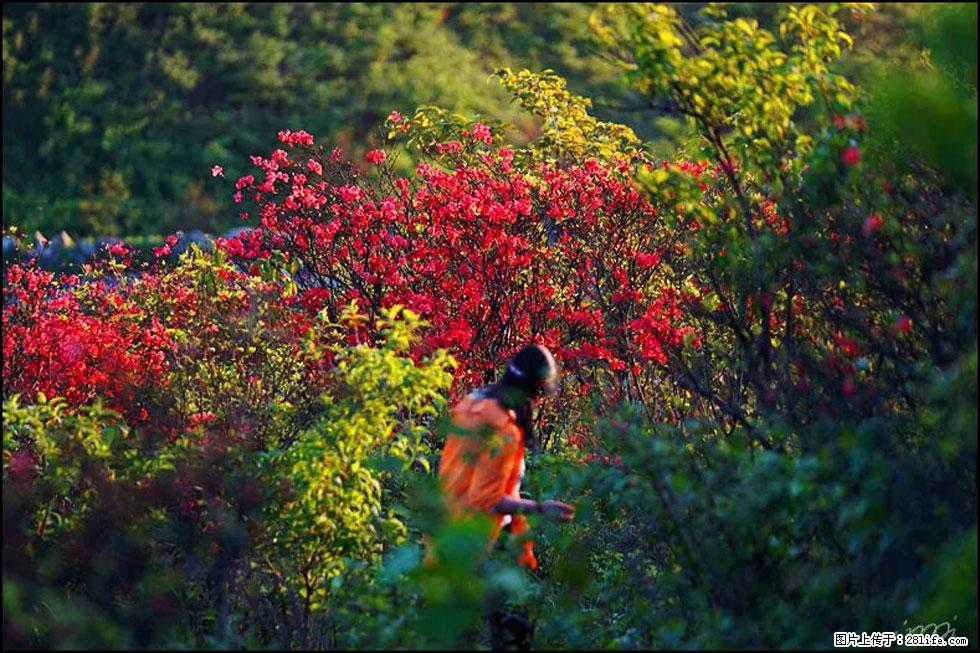 【春天，广西桂林灌阳县向您发出邀请！】春木界上映山红 - 游山玩水 - 凉山生活社区 - 凉山28生活网 liangshan.28life.net