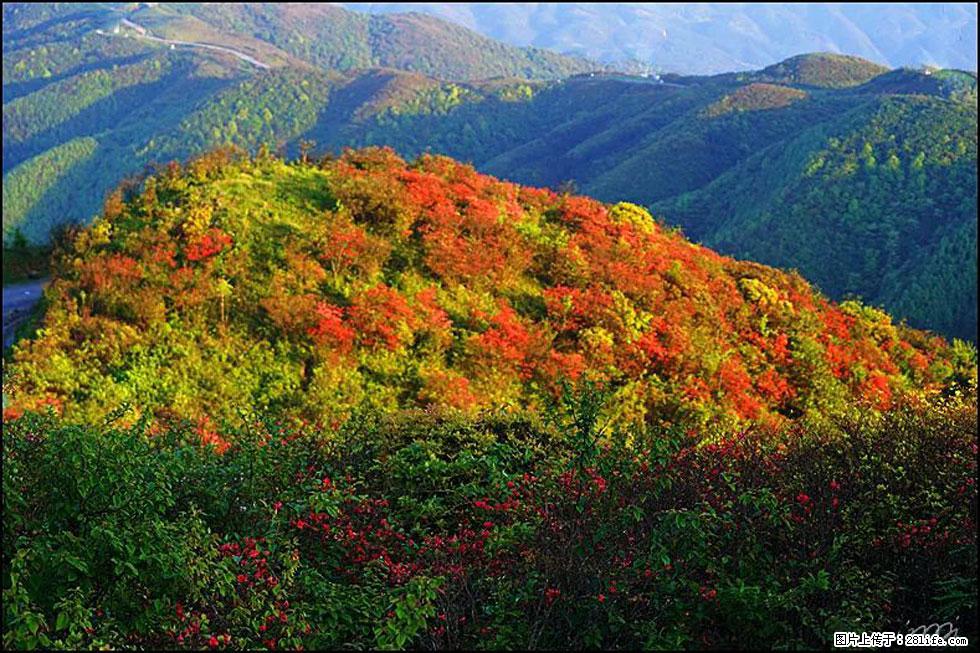 【春天，广西桂林灌阳县向您发出邀请！】春木界上映山红 - 游山玩水 - 凉山生活社区 - 凉山28生活网 liangshan.28life.net