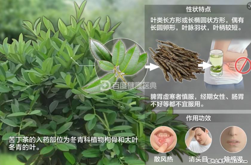 苦丁茶有哪些功效和作用 - 生活百科 - 凉山生活社区 - 凉山28生活网 liangshan.28life.net