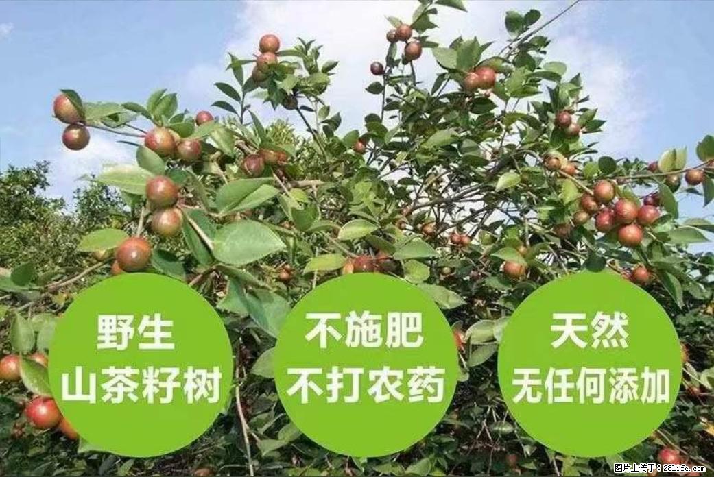 【灌阳县油茶产业示范区】一个有着充实的精神生活的人，对待身外之物自会有一种淡泊的态度 - 美食天地 - 凉山生活社区 - 凉山28生活网 liangshan.28life.net