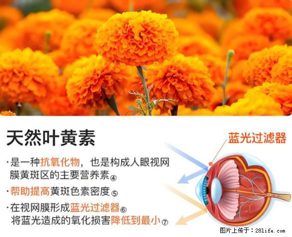 叶黄素有什么功效和作用 - 生活百科 - 凉山生活社区 - 凉山28生活网 liangshan.28life.net