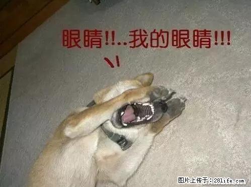 笑癫了！一女的怀孕三年未生，他终于忍不住了... - 娱乐八卦 - 凉山生活社区 - 凉山28生活网 liangshan.28life.net