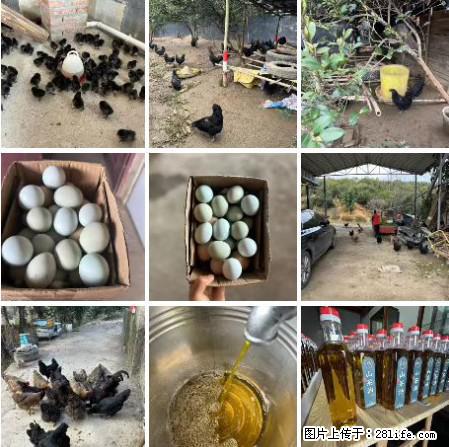 油茶园从小鸡仔开始养起的纯土鸡、土鸡蛋可以预定啦！还有前几天刚榨的纯山茶油哦 - 土特产 - 饮食特产 - 凉山分类信息 - 凉山28生活网 liangshan.28life.net