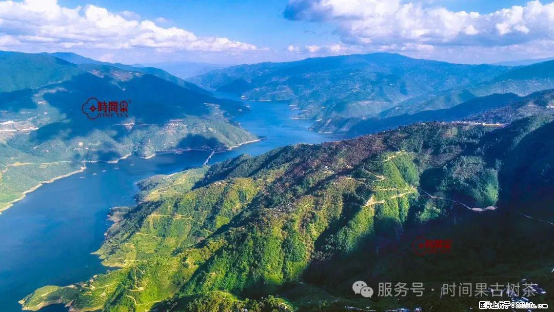 时间果百年古树龙珠普洱生茶 - 购物交流 - 凉山生活社区 - 凉山28生活网 liangshan.28life.net