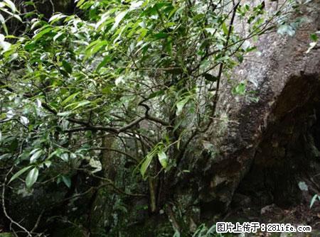 平乐石崖茶，珍贵仅次于金花茶 - 凉山生活资讯 - 凉山28生活网 liangshan.28life.net