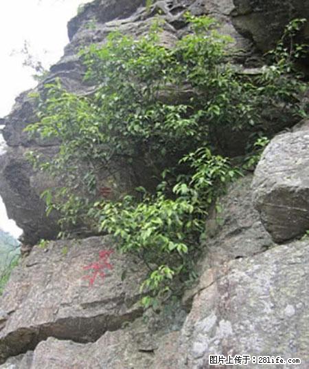 平乐石崖茶，珍贵仅次于金花茶 - 凉山生活资讯 - 凉山28生活网 liangshan.28life.net