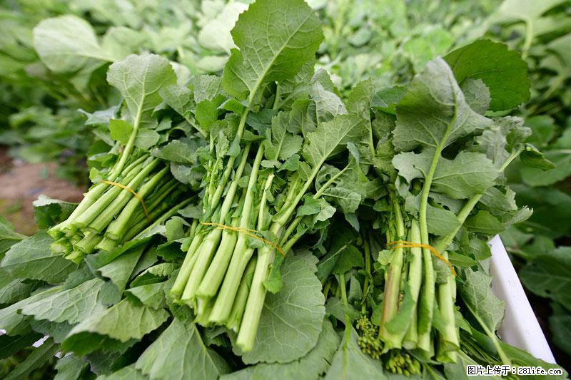 这些蔬菜是“天然钙片”，这6种被医生重点推荐 - 凉山生活资讯 - 凉山28生活网 liangshan.28life.net